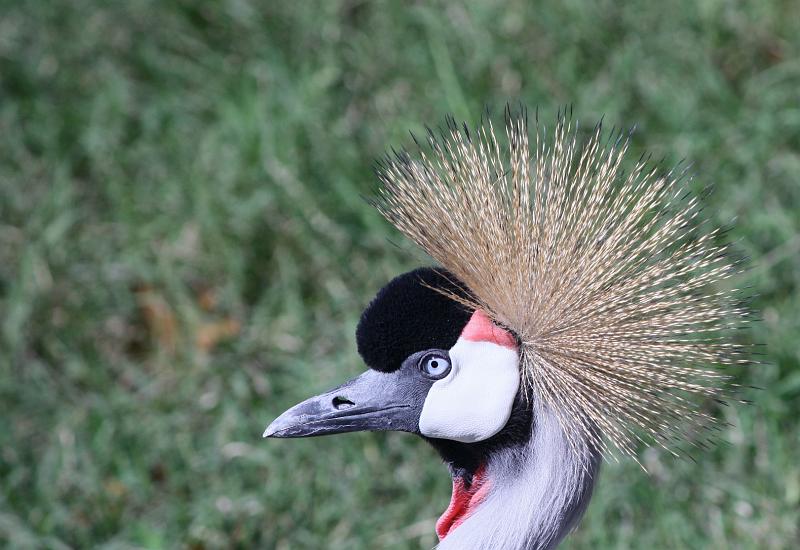 IMG_1556 - copy.jpg - African Crowned Crane